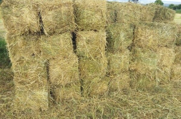 Rhodes grass for sale