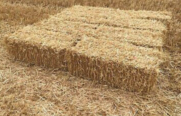 Barley straw for sale
