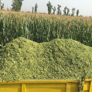 Napier grass for sale