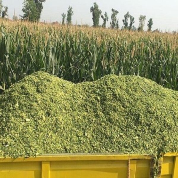 Napier grass for sale