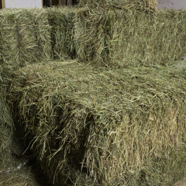 Timothy hay for sale